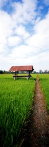 rice-field-thailand-web-10x3