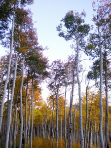 fall-color-sep-09-2
