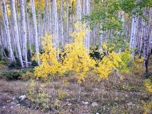 fall-color-sep-09-3
