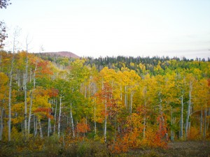 fall-color-sep-09-4