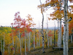fall-color-sep-09-5