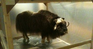 unnatural-history-richard-barnes-musk-ox