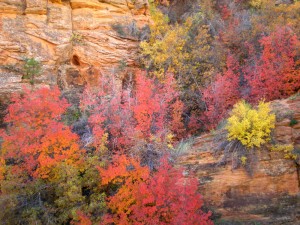 fall-zion-ut-11-3-2010-398
