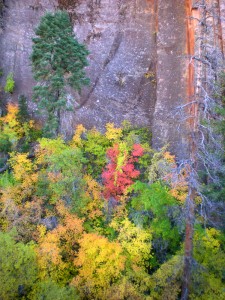 fall-zion-ut-11-3-2010-426