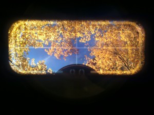 iphone-fall-zion-ut-11-17-2010-208